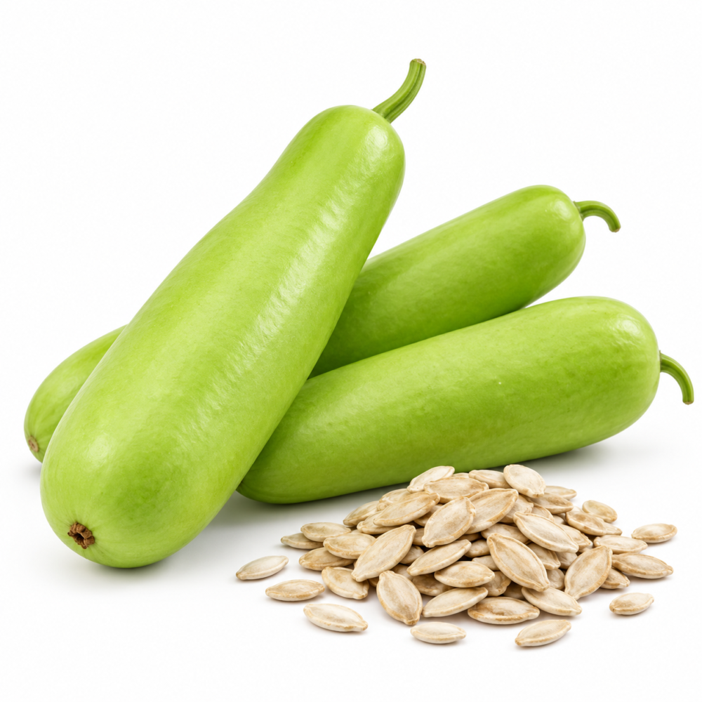 Bottle Gourd Seeds – Green Long, OP for Home Vegetable Gardens | 15 Seeds