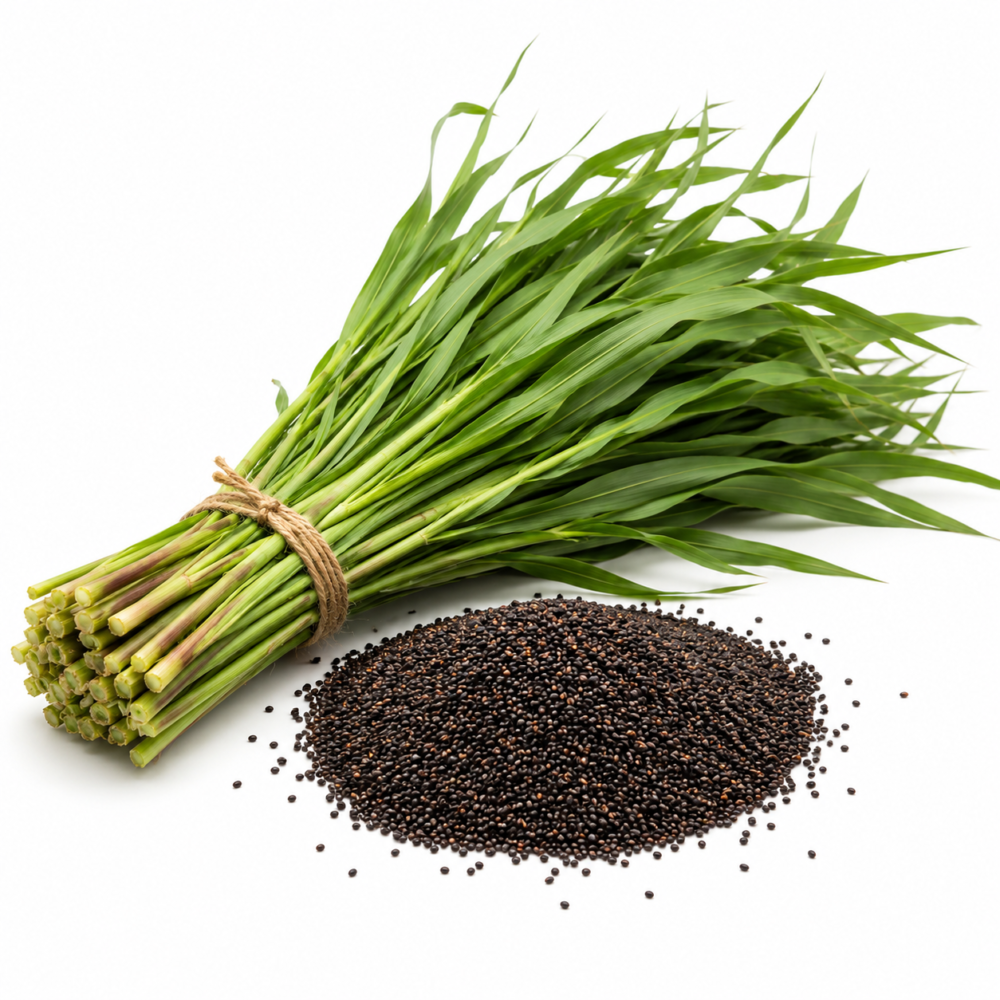 CoFS29 Fodder Seeds – For Animal Feed & Fodder Production | 1,200 Seeds