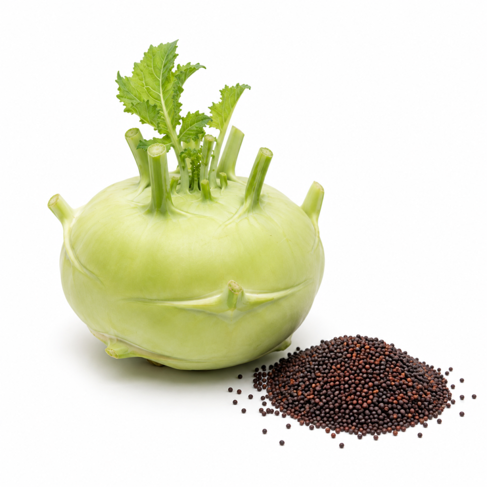Nookal Seeds – Kohlrabi, Vennila Medium for Home Gardens | 180 Seeds