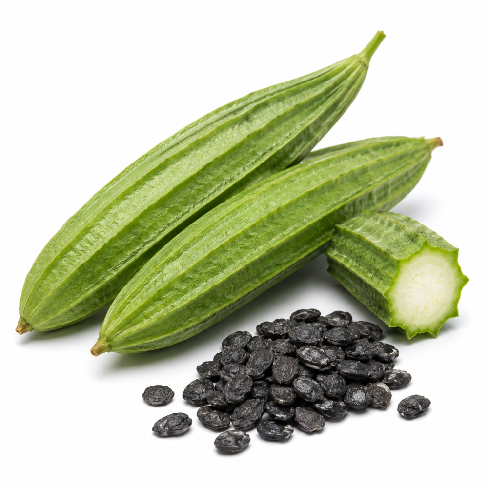 Ridge Gourd Seeds – Jaipur Long Peerkangai for Home Gardens | 25 Seeds