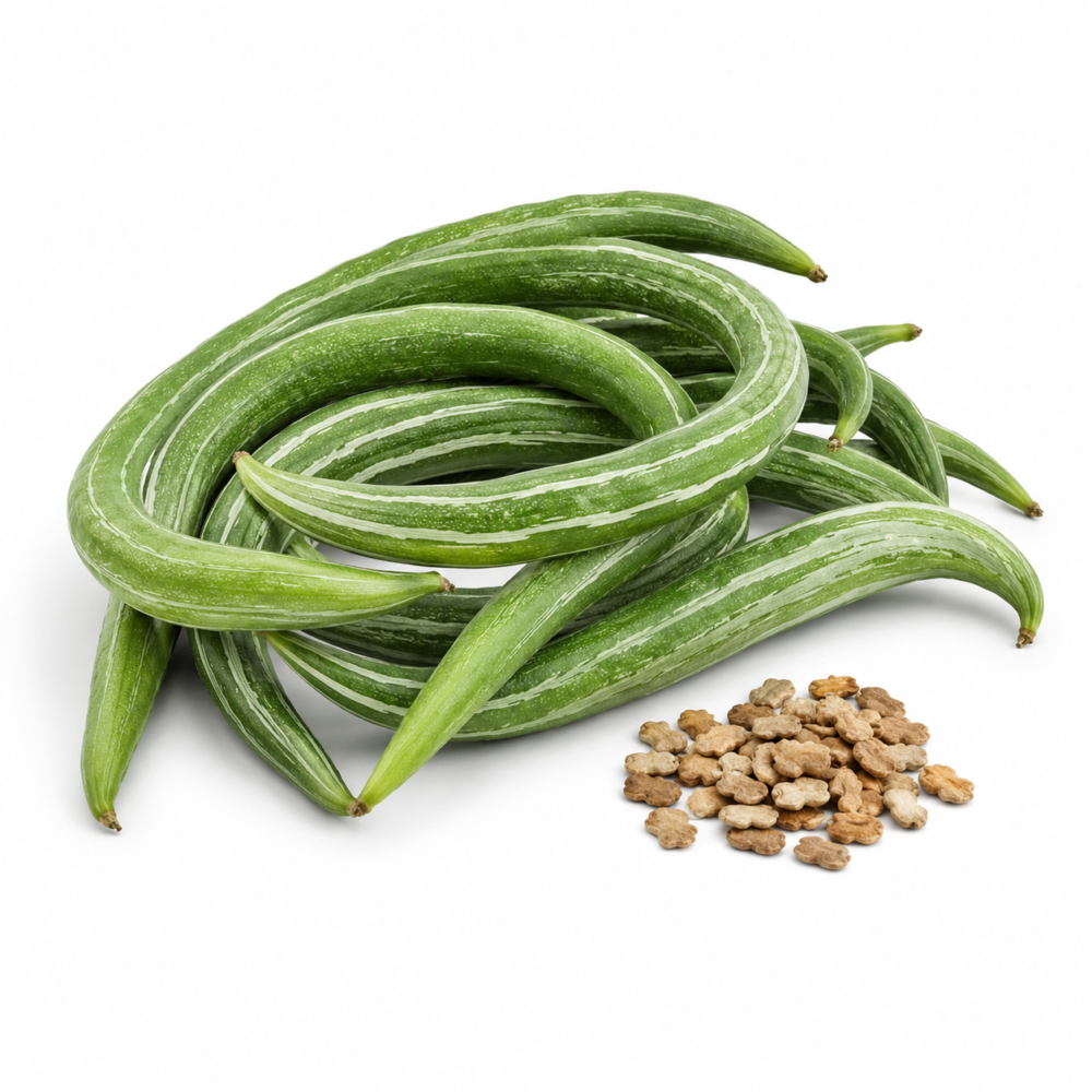 Snake Gourd Seeds – Short & Heavy Long Pudalangai, OP | 12 Seeds