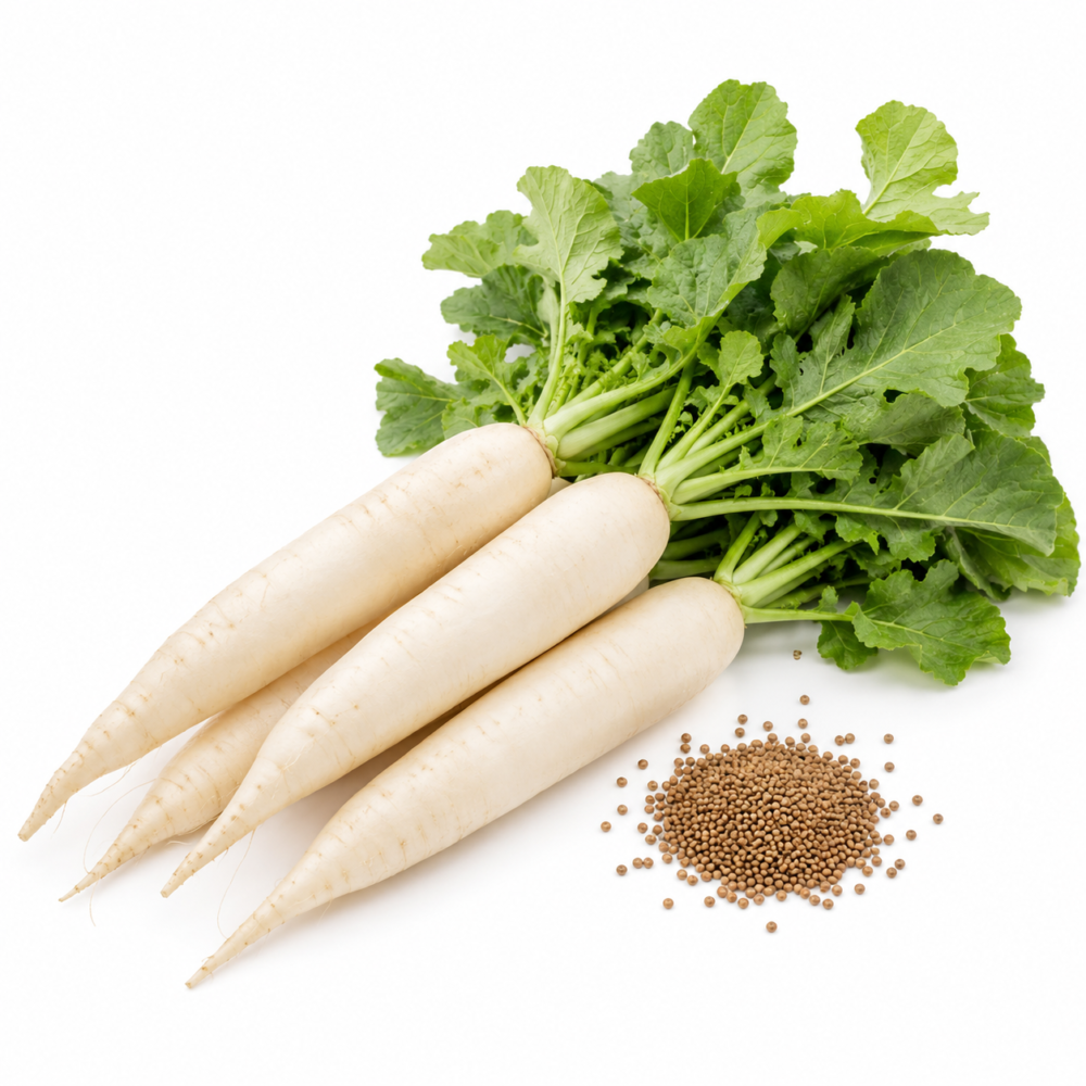 White Radish Seeds – Long, Sun 400 & F1 for Home Gardens | 300 Seeds
